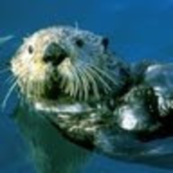 Meet your Posher, Nicole - Picture 1 of 1